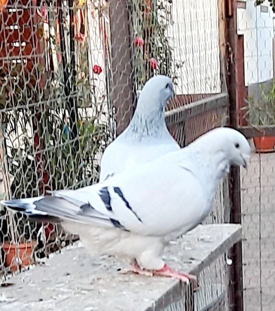  - Voliera
