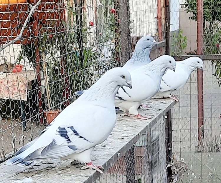  - Voliera