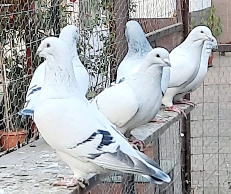  - Voliera