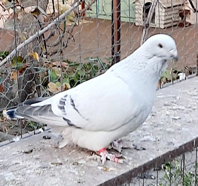  - Voliera