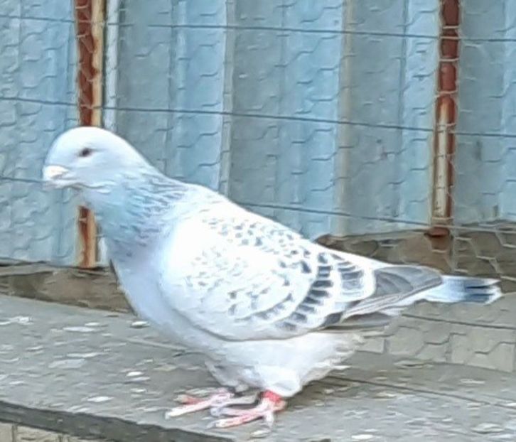  - Voliera