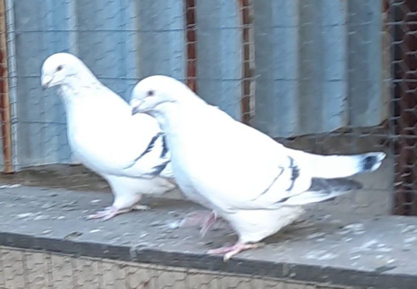  - Voliera