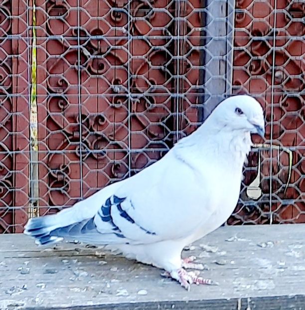 - Voliera
