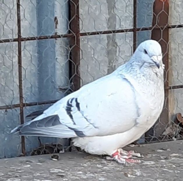  - Voliera