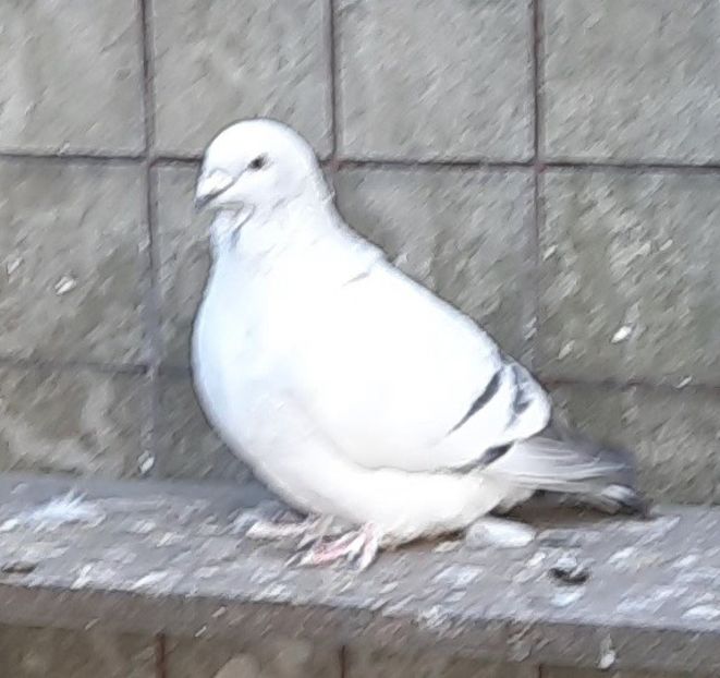  - Voliera