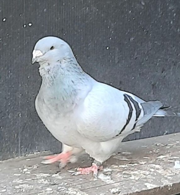  - Voliera