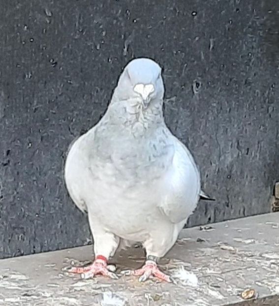  - Voliera