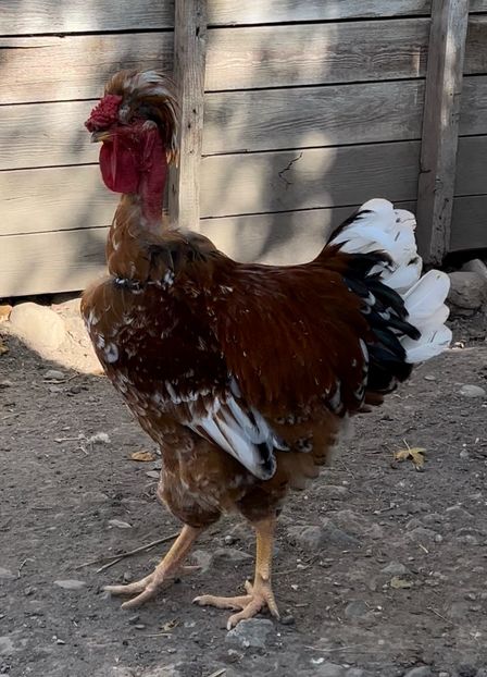 E9A54053-C31B-4EDD-ABA1-9E7C1680CEBD - puisori 2022