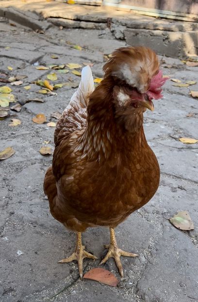 EFDDBADE-C5FE-4D9E-8651-A09947D55A22 - puisori 2022