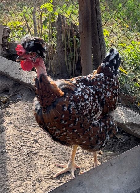 B63075A5-919C-416B-AEE2-25044BC0B410 - puisori 2022