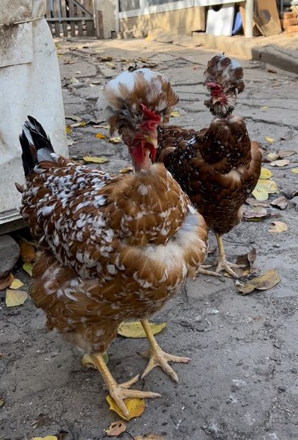 69F42465-0B0D-4438-B697-D3F157F3C03E - puisori 2022