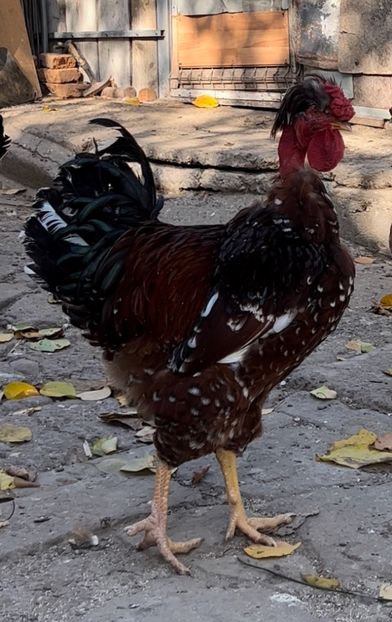 2A6C2E4F-C52E-4395-8C69-61F706B740F5 - puisori 2022