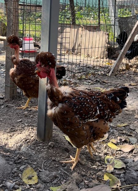 F0D4FF71-DE6F-465A-BFD5-3AB9D7BF88B3 - puisori 2022