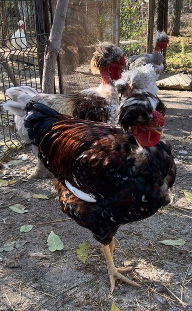 376866FA-DE35-466D-BE56-B43AFF2B2059 - puisori 2022