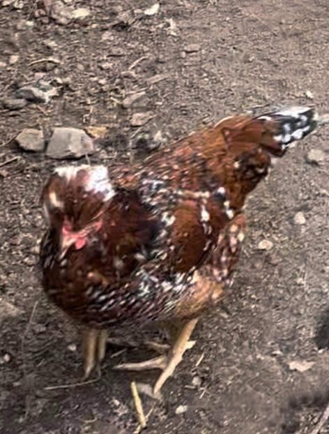 6CCBFF3F-EA8C-4FC3-B71C-FA7BB822B121 - puisori 2022