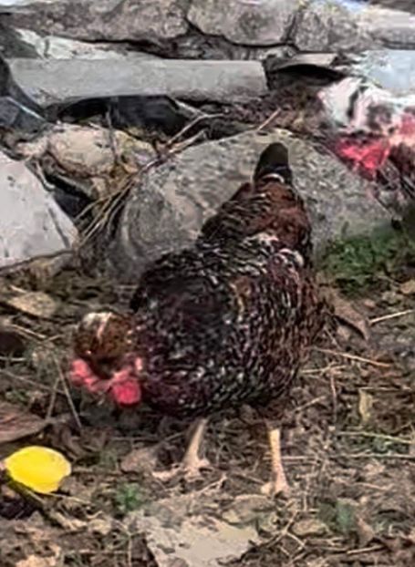 84E45554-781A-486E-81A6-A21E36F933DB - puisori 2022