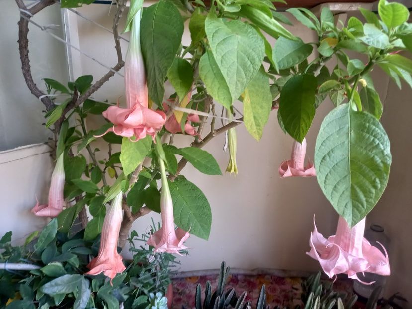  - Brugmansia de la Ninutza