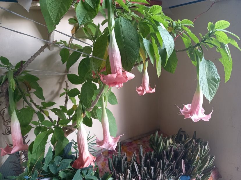  - Brugmansia de la Ninutza