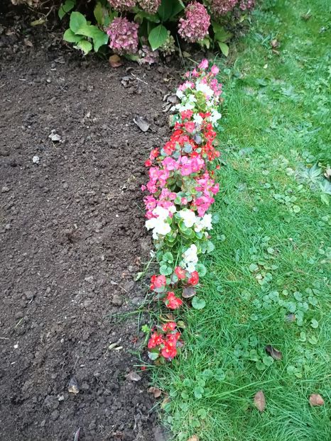 Img.2022.10.31-eis begonia - Grădina mea