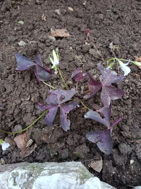 Img.2022.10.31-oxalis - Grădina mea