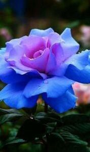 115150572_TISVFRT3-1 - rebela rebelde rbd