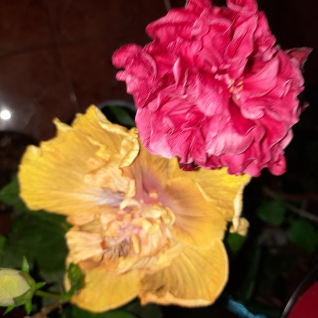 01.11.2022 - HIBISCUSI 2022-7