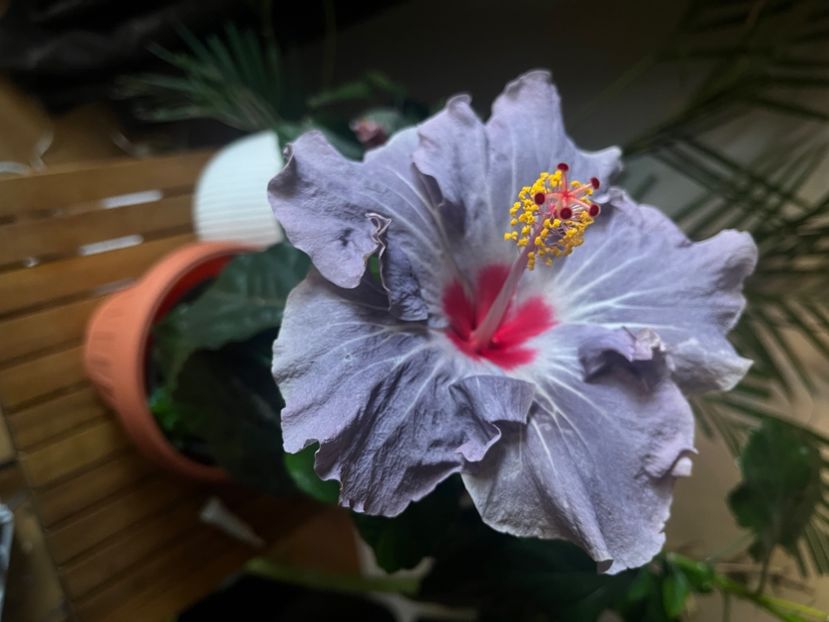 E6F13CF5-D3AF-4618-BFA7-EBF7E8ACBB90 - Hibiscus