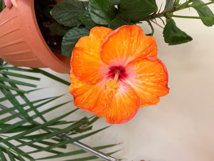 AC5406BA-3250-4193-AAC6-B228DE115F7B - Hibiscus
