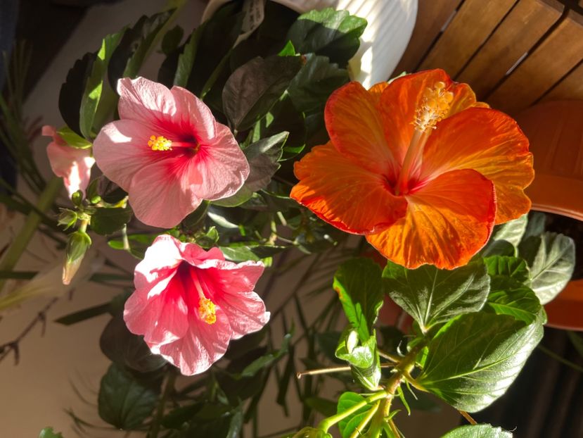 7B248A0A-3FBE-418E-99F4-69F9EF49A0EA - Hibiscus