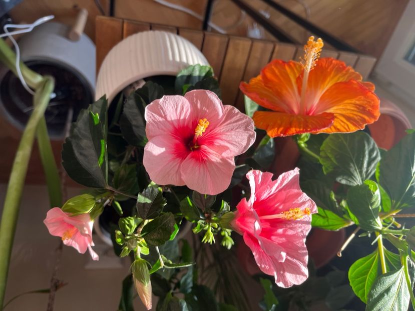 70B07502-4C9E-4DE2-BAA4-978D8E6C7DEF - Hibiscus