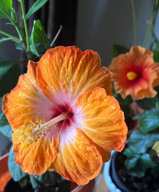 07D7DA15-B157-4CDF-82C5-B2622D3AC8B5 - Hibiscus
