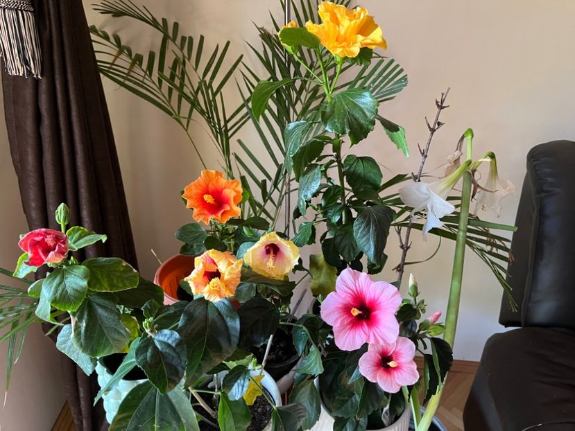 F118D141-21BE-46BD-999C-E3C5EC34A5ED - Hibiscus