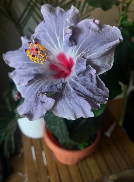 D9672C34-B264-4D18-B5AE-F64CBBE1DA57 - Hibiscus
