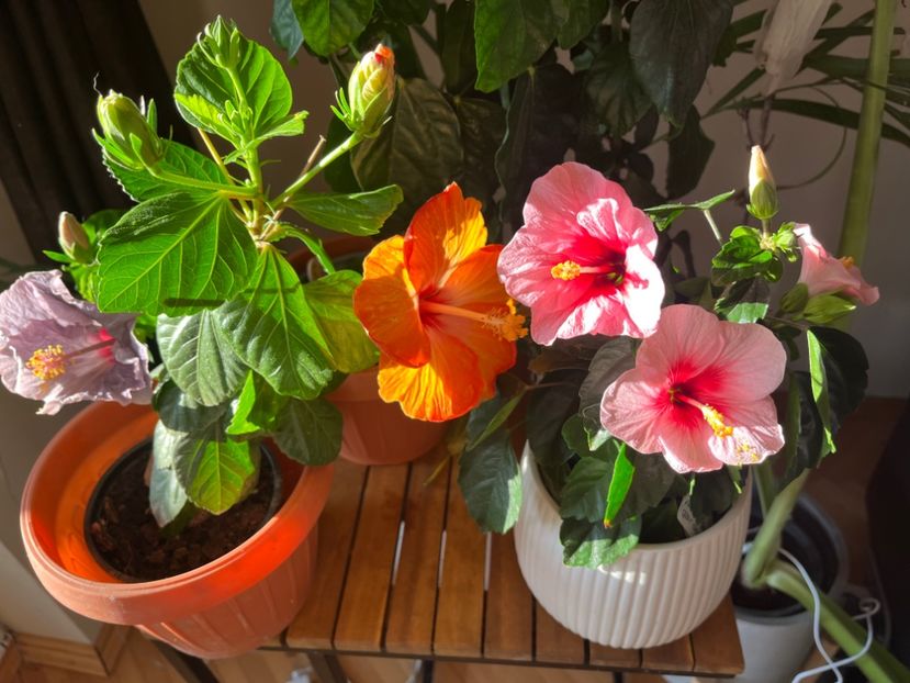 CC321A53-FD91-4E2A-BD3A-88BEFB8981EC - Hibiscus