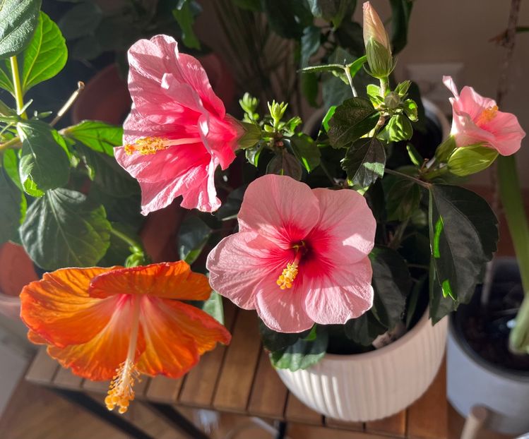02B828B7-BA56-46D3-B2B0-66D3518609E0 - Hibiscus