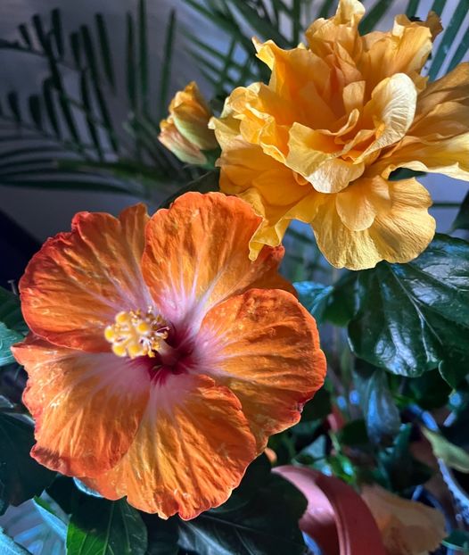 FD9F2167-6019-41CF-8A7A-E2A4CCA2AFAA - Hibiscus