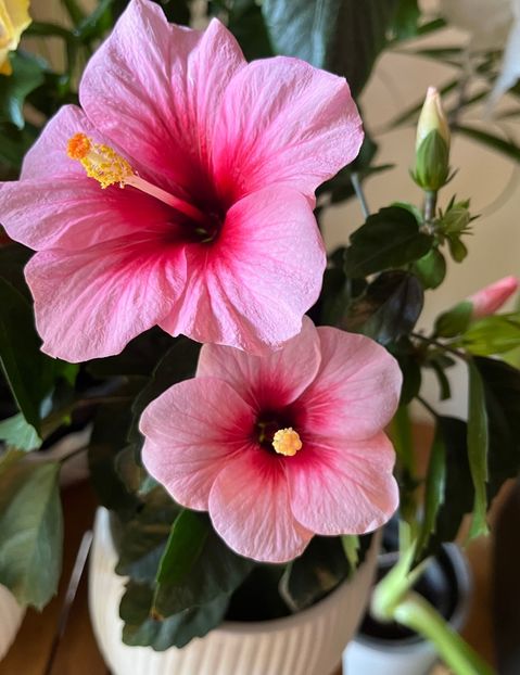 900CA807-741B-45A8-91E8-B6D6FA26E623 - Hibiscus