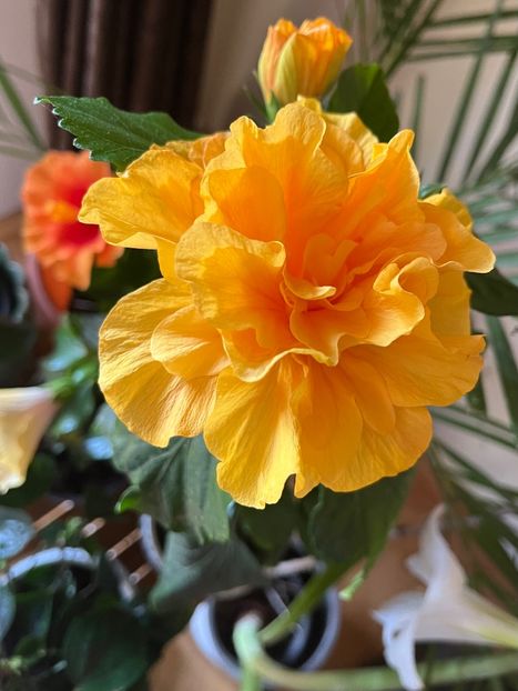 0CE452A4-36A0-4389-9CCB-0C5739B1DAD2 - Hibiscus