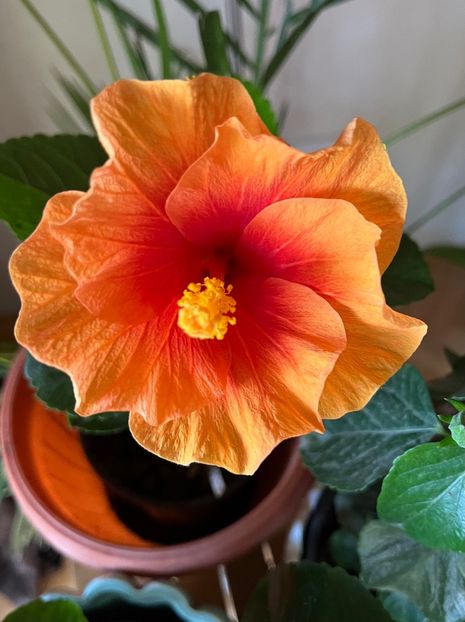 656BE8F5-40C4-4008-95A8-13F546CE6E7B - Hibiscus