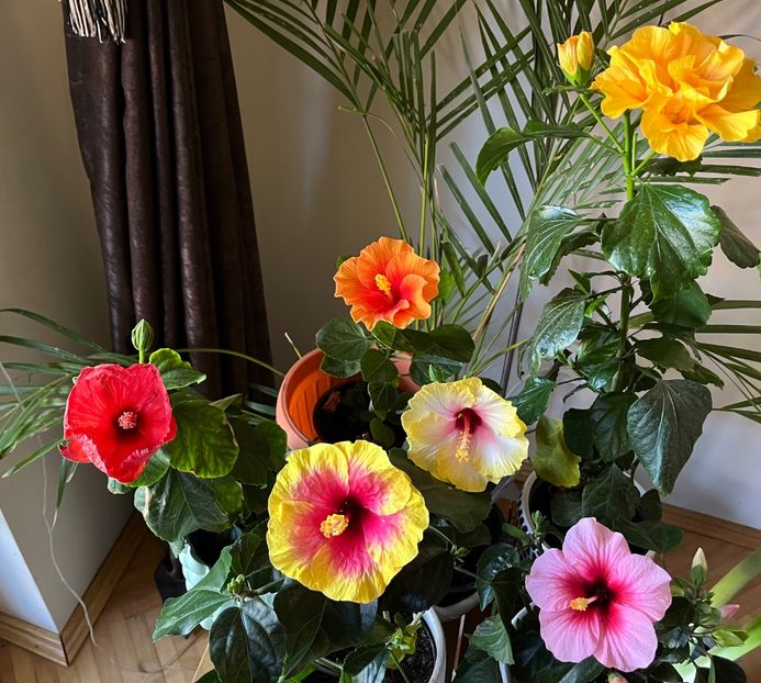 52F15C79-D66E-446E-9333-D3D442FCEF1C - Hibiscus