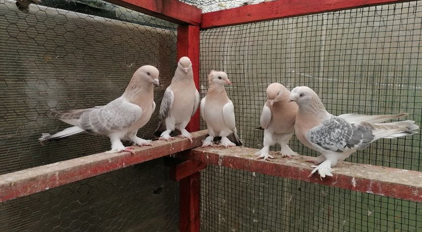  - Jucători de Takla 2021