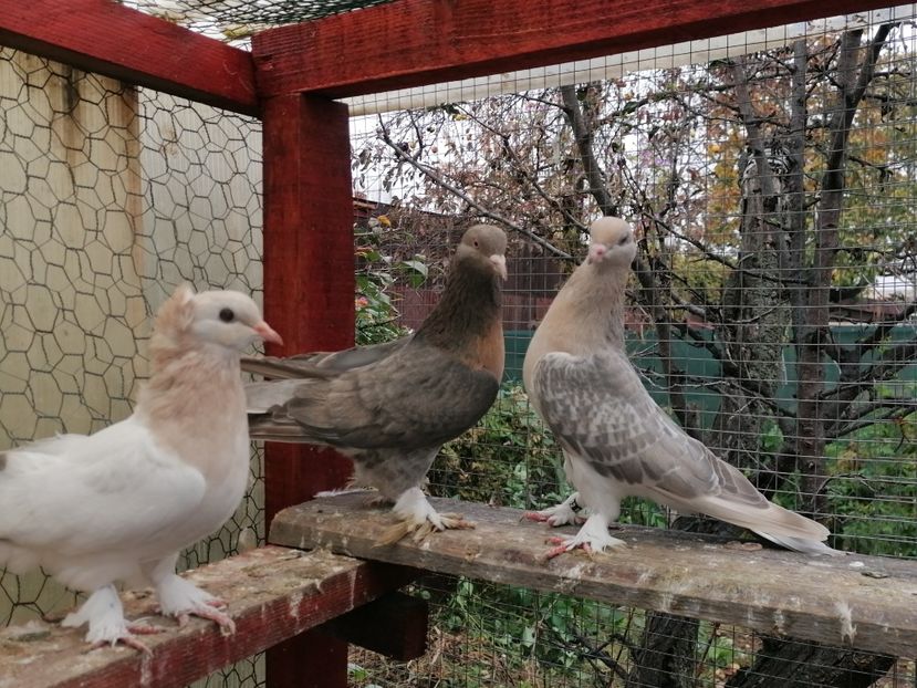  - Jucători de Takla 2021