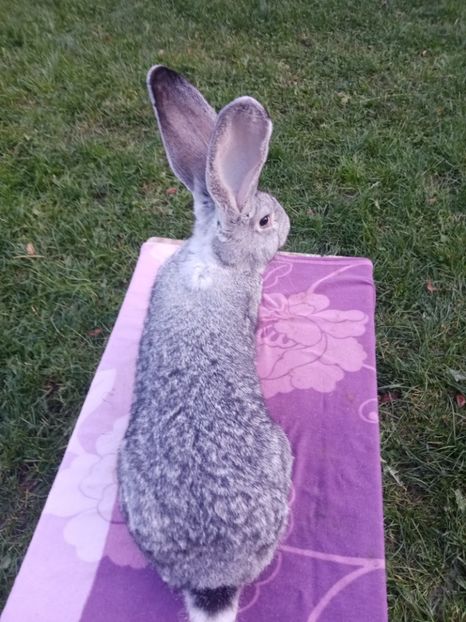  - Uriaș german chinchilla