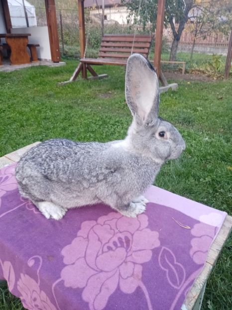  - Uriaș german chinchilla