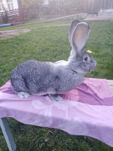  - Uriaș german chinchilla