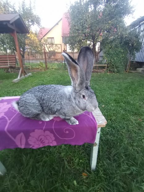  - Uriaș german chinchilla