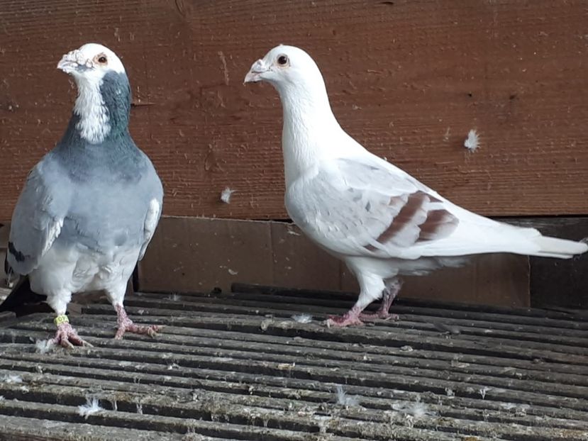 IMG-20221101-WA0037 - 2022