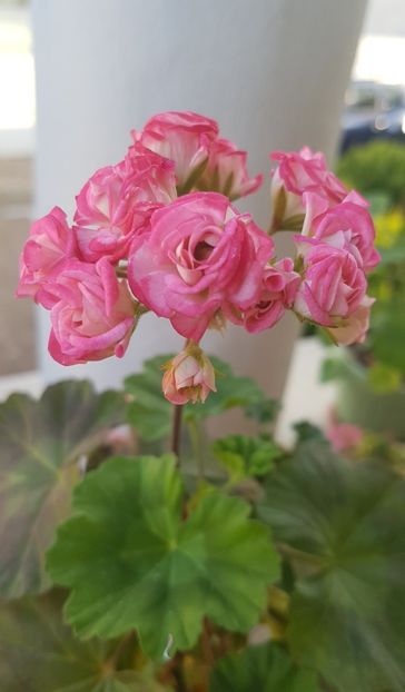  - Grainger s Antique Rose
