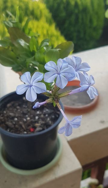  - Plumbago- jasminum azoricum -acalipha