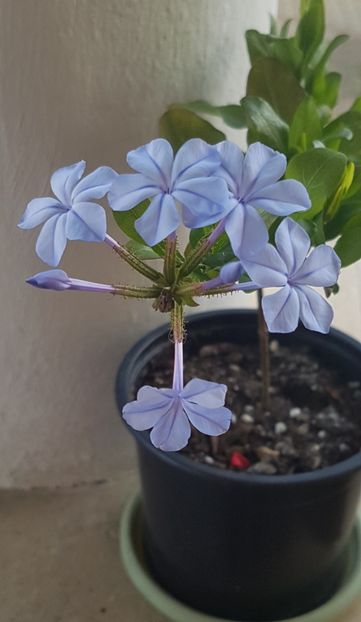  - Plumbago- jasminum azoricum -acalipha